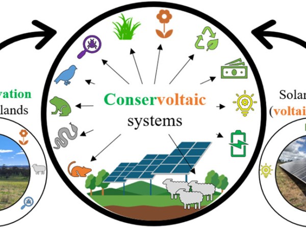 Impianti fotovoltaici e biodiversità, l’alternativa dei sistemi&nbsp;conservoltaici